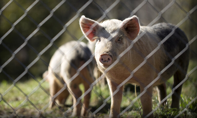 Caso positivo de Aujeszky