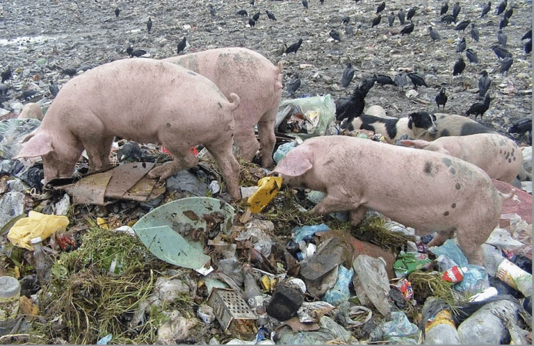 Campaña anual de Prevención de la Triquinosis