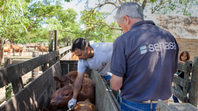 Comienza la segunda campaña anual de vacunación contra la fiebre aftosa